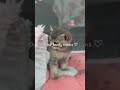 Our lovely kittens madeiravelvetpaws.com