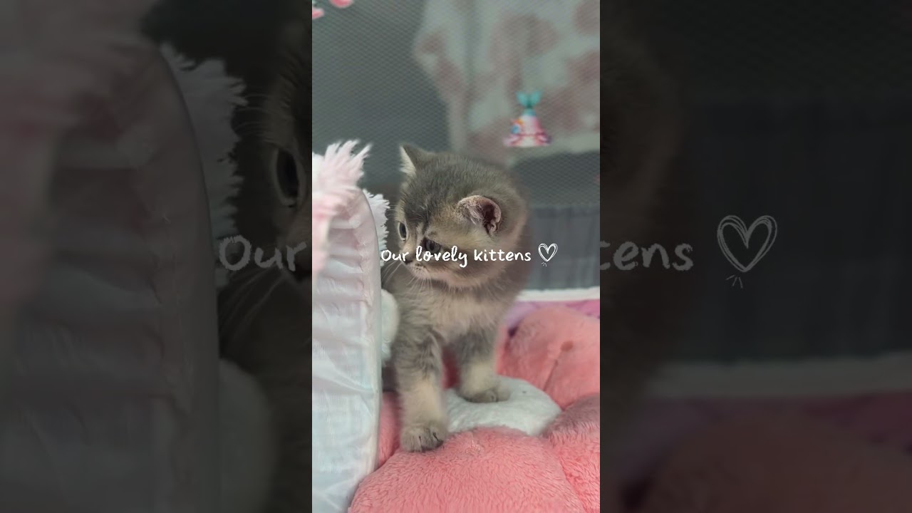 Our lovely kittens madeiravelvetpaws.com