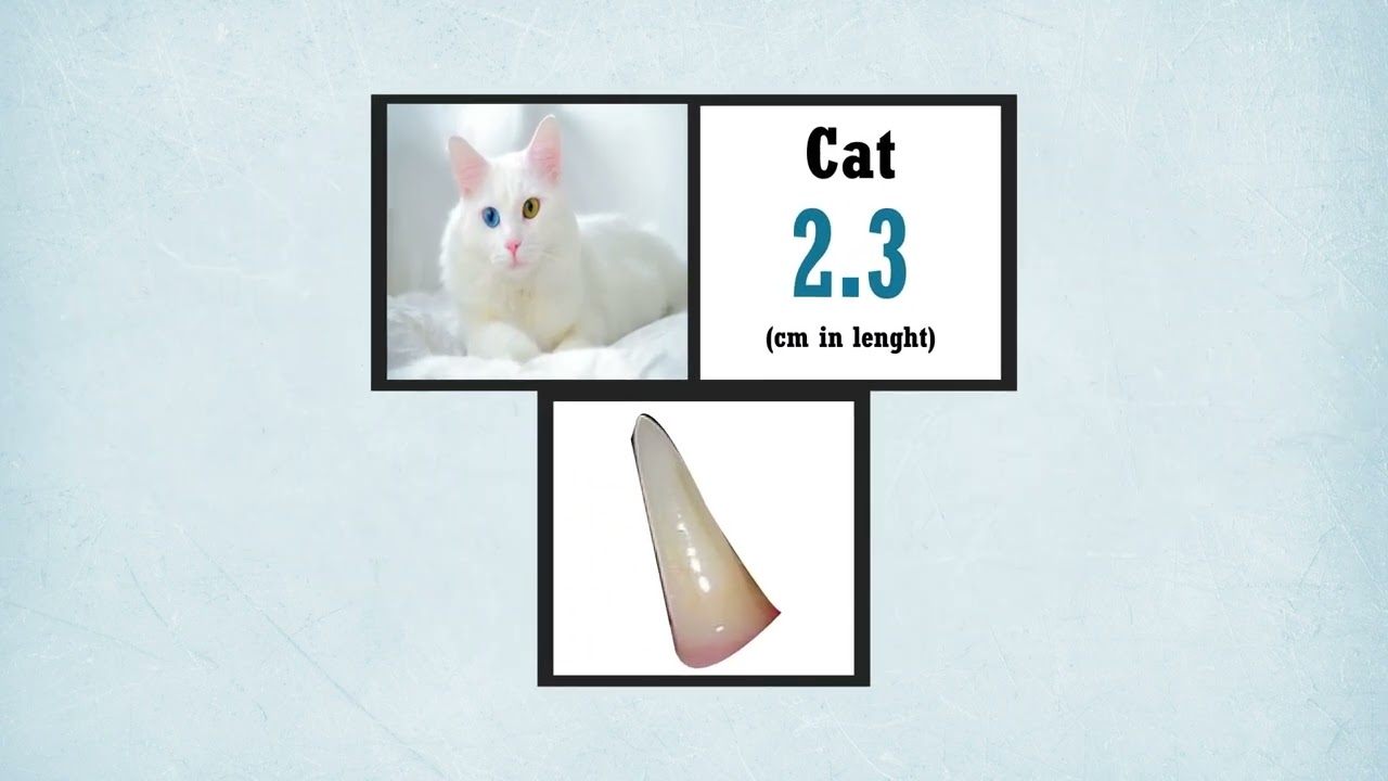 Universe Teeth Size Comparison | Thing Comparison