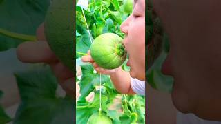 The Giant Green Harvest! 🥒🥝🍑🍊🍉🍅🥭#fruit #farming #vegetables #food #hindi