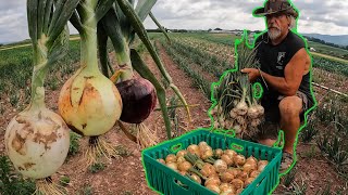 A Beautiful Harvest On my Vegetable Farm