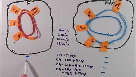 Bacterial Gene Mapping Using Conjugation