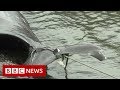 New video by BBC News on YouTube