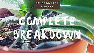 Orchid Parts IDENTIFICATION | Phalaenopsis (Moth Orchid)