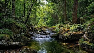 Green Forest Sounds, Babbling Stream, And Relaxing Birdsong, Sounds Of Nature