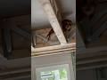 #owl #barnowl