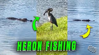 Great Blue Heron Catches Fish As Alligator Watches