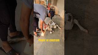 #clostrum#first milk of mother#cow #breed #animals #viral #ytshorts #newsong