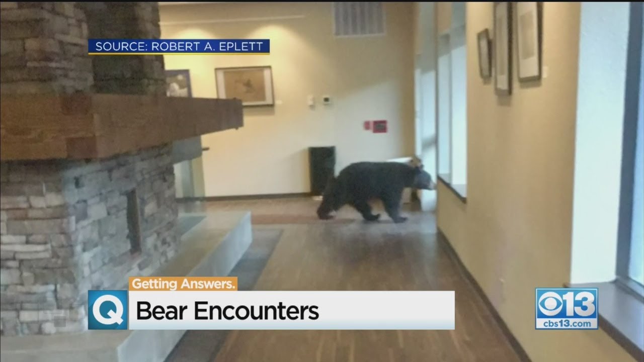 Bear Walks Into South Lake Tahoe City Hall YouTube
