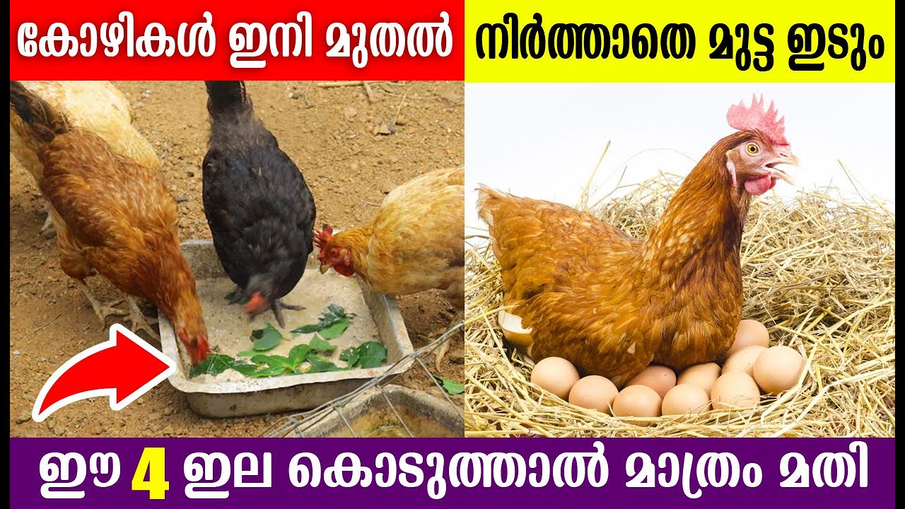 ഇനി കോഴികൾ നിർത്താതെ മുട്ട ഇടും ഈ 4 ഇല കൊടുത്താൽ മതി  |Egg Production Tips