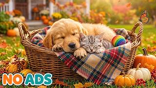TV for Dog & Cat Home Alone 🐕🐈 Music for Stability for Dog & Cat -  Fun & Entertainment for Pets screenshot 4