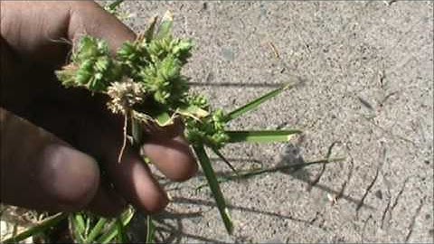 wild edible nutgrass aka nutsedge