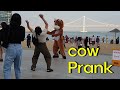 Cow Prank "This time it was more fun than the Bushman "in south Korea(송아지)