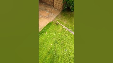 How to Grass Cutting with Bush Cutter #grasscuttingmachine #grasstrimmer #viralvideo #shortvideo