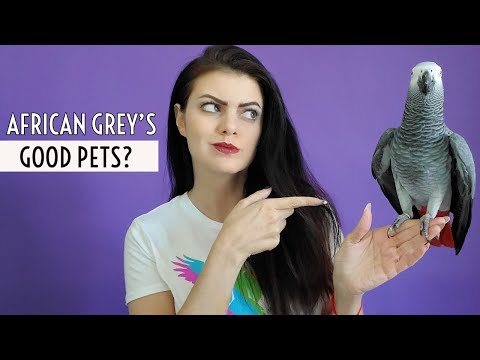 Video: African grey parrots tham?