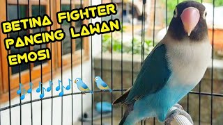 Betina Fighter Kowek Cerr Ngetik Lanjut Ngekek Pancing Lovebird Lawan