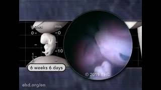 life before birth