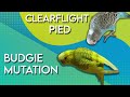 What is ClearFlight pied budgie? (Appearance and Genetics)