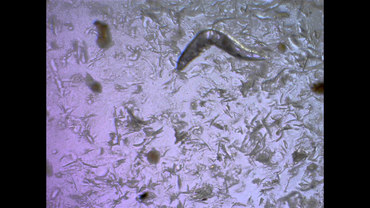 Demodex Canis: Skin Mite Disease in Bulldogs Dr. Kraemer ...