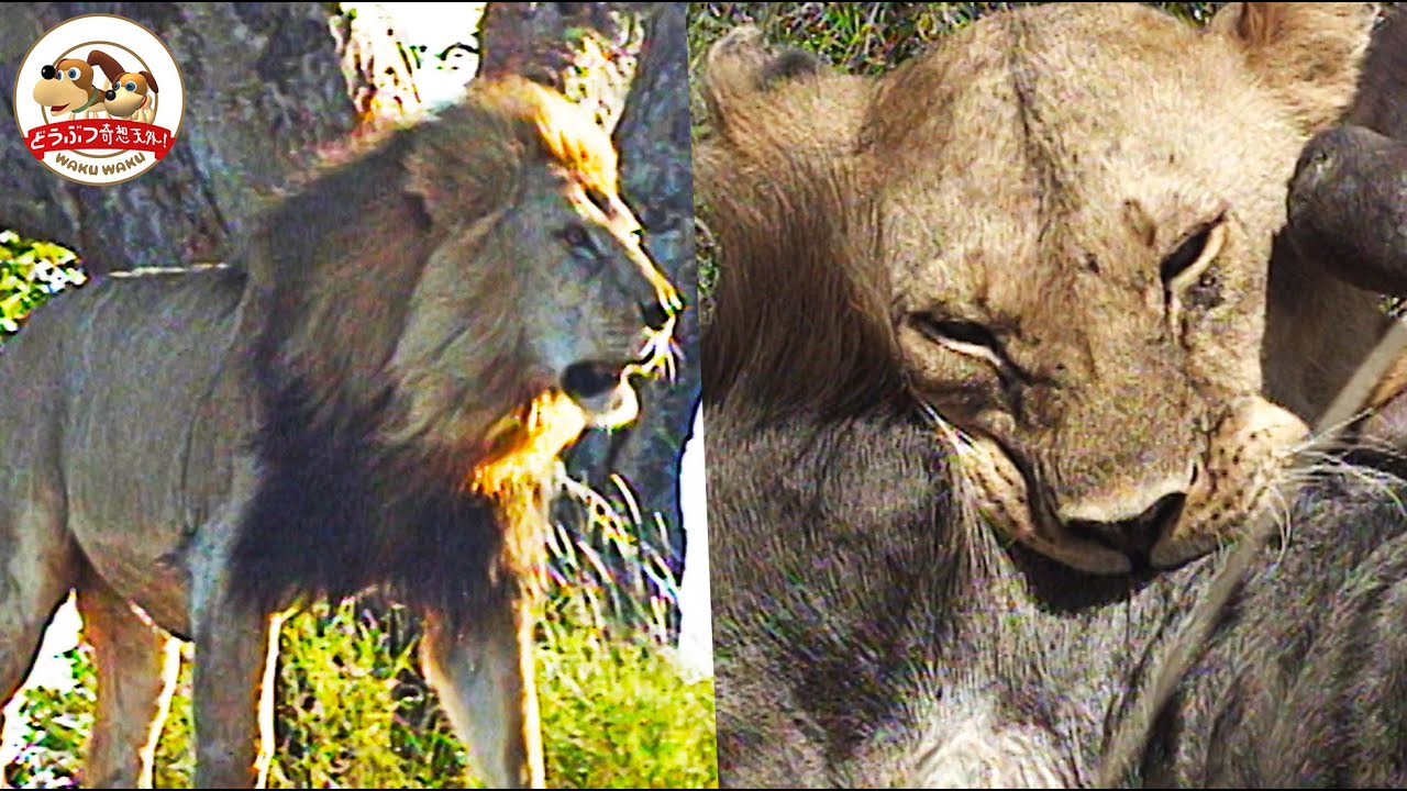 Reprint Edition] A young male lion must go through a difficult