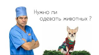 Нужно ли одевать животных?//Одежда для животных