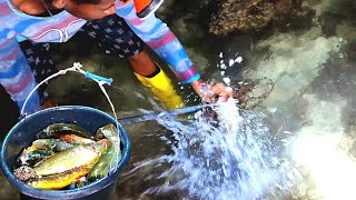 menombak sampai puas, berlimpah Ikan dan gurita yang kekeringan saat malam tiba😱