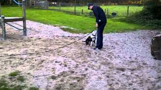 Engelse Stafford Django In Training 1