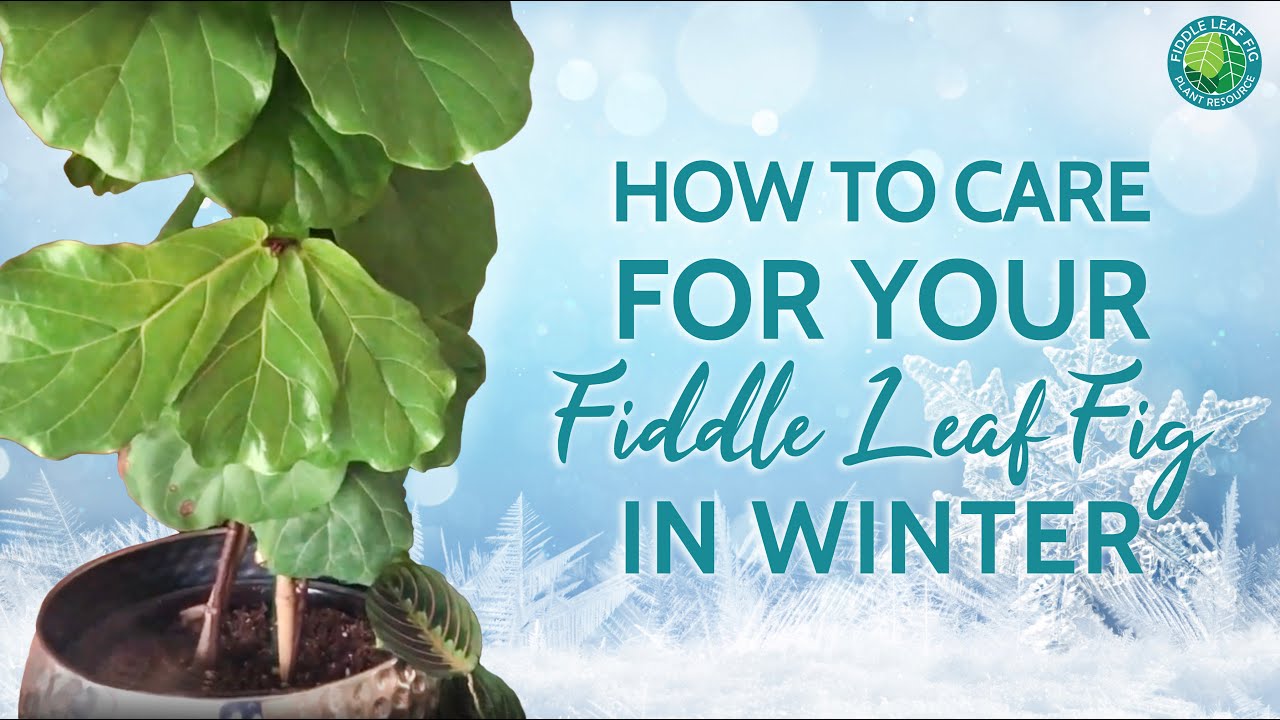 How To Care For Your Fiddle Leaf Fig In The Winter | Fiddle Leaf Fig Plant Resource Center