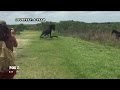 Horse clashes with alligator in Florida state park