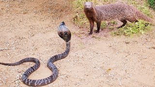 King Cobra Big Battle In The Desert Mongoose and the unexpected | Most Amazing Attack of Animals King Cobra Big Battle In The Desert Mongoose and the unexpected | Most Amazing Attack of Animals