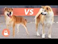 Diferencias entre SHIBA INU y AKITA INU 🐕 ¿Cuál elegir?