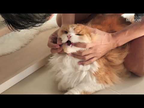วีดีโอ: วิธีทำให้แมวกินยา