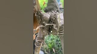 🐮 Educational #HoofCleaning  Cow Hoof Rescue & Metal Screw Removal #VeterinaryCare #HoofRestoration