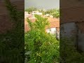 इस video को देख कर आप सबका भी मन खुश हो जायेगा।⛈️ #greenary#viral #viralvideo #happy #rain