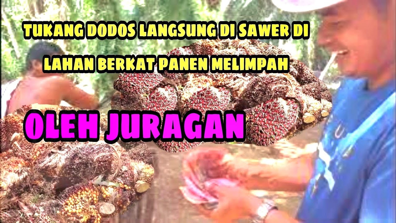 BUAH SAWIT BIBIT UNGGUL PPKS DUMPY MEMUASKAN SAAT DI PANEN