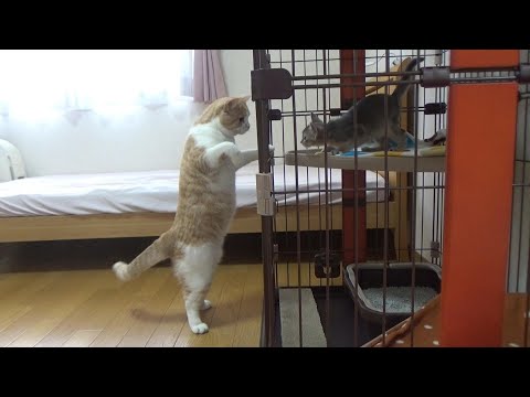 先住猫と新入り子猫の初対面が予想外の結果に【スコティッシュフォールド】【アビシニアン】