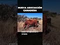 NUEVA ASOCIACIÓN DE GANADO #angus #vaca #ganado #rancho