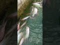 ikan di kolam Surut #fish #fishing