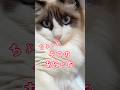 助けてにゃ #保護猫 #ラグドール #cat