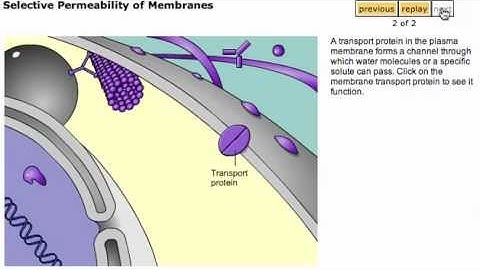 Selective Permeability of Membranes