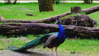 Peacock Calling sound Natural Bird video by Sanjeev Sharma Sankush Sydney 103 views 6 months ago 10 seconds