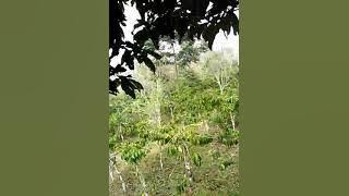 Di padang yang tandus.