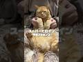 【猫ダンス/スーパーヒロイン~平成フラミンゴ】 #cat #猫 #shorts