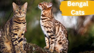 Bengal Cats | Aesthetic Playmates by Lord of Animals 476 views 8 months ago 2 minutes, 54 seconds