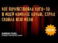 Страшная история | Кот почувствовал кого-то в моей комнате ночью, страх сковал всю меня