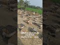 मधुमक्खी माइग्रेसन की तैयारी #beekeeping #bee #apismelifera #shortsvideo #yt #ytshorts