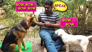 ആര് കുരക്കും : How to Teach Your Dog to Bark on Command: Labrador speak command training