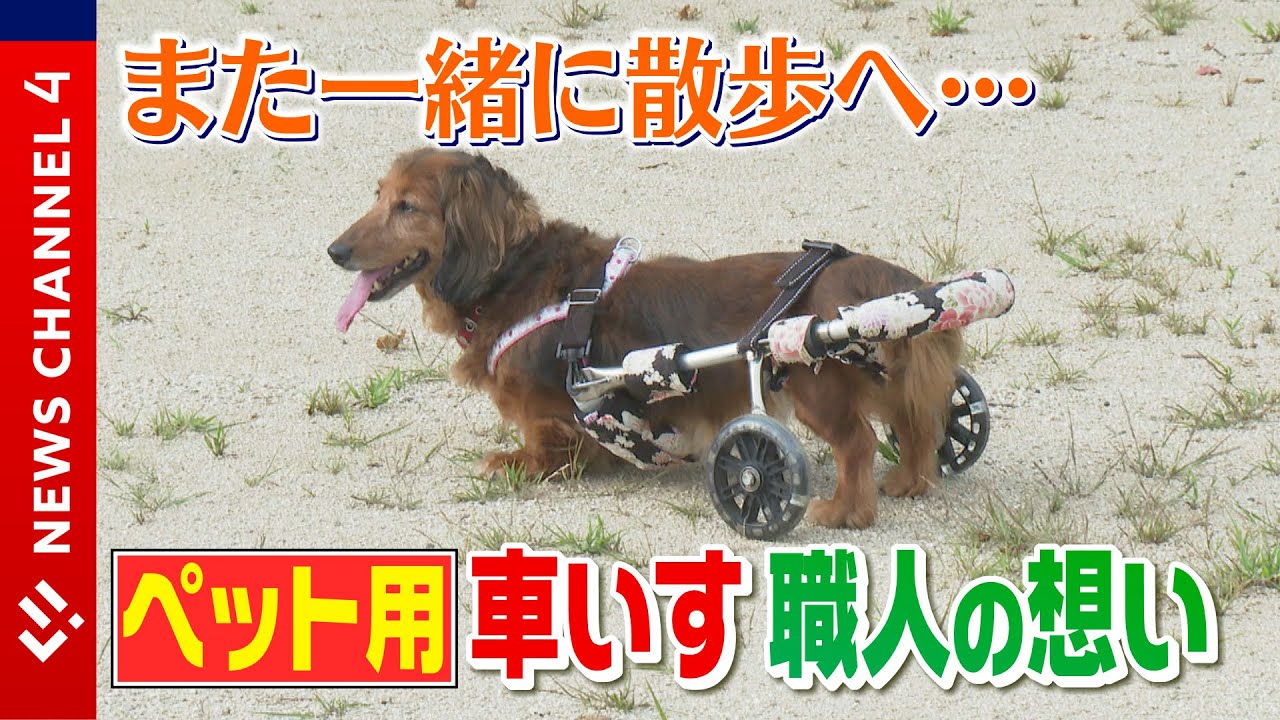 630犬の車椅子犬が料理を買ってくれるいい人 【公式通販】