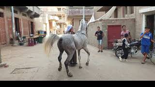 أجمل حصان# عربي مخاتيم لون جميل جدا اتفرج وشوف هيبهرك جمال الحصان العربي 'ajmal hisan earabiin