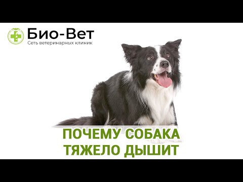 Почему Собака Тяжело Дышит Топ 9 Причин // Сеть Ветклиник БИО-ВЕТ